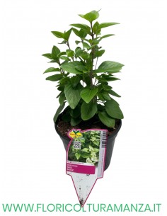 🌿 Basilico Artico