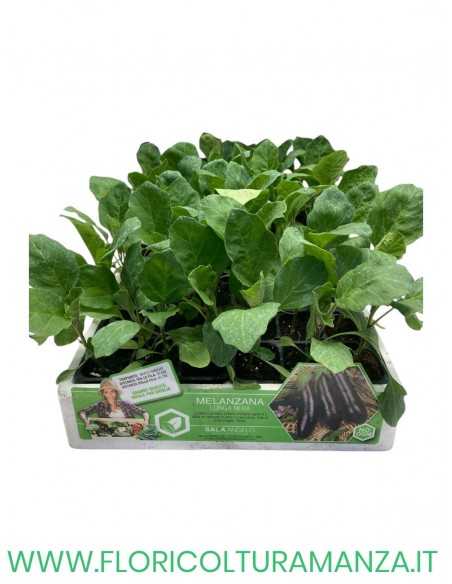 🍆 Melanzana Lunga Nera