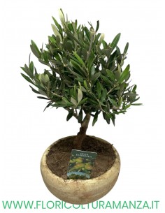 ulivo bonsai vaso cotto