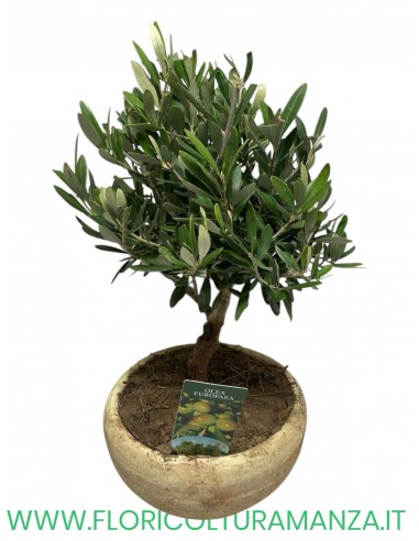 ulivo bonsai vaso cotto