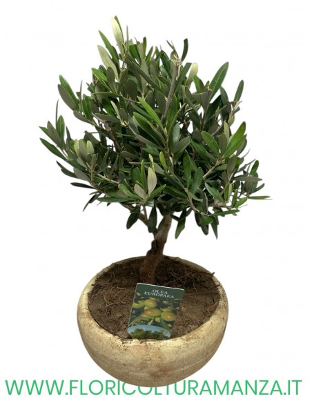 ulivo bonsai vaso cotto