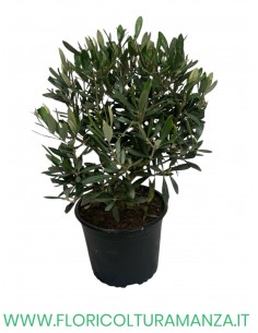 ulivo cespuglio  vaso cm 19