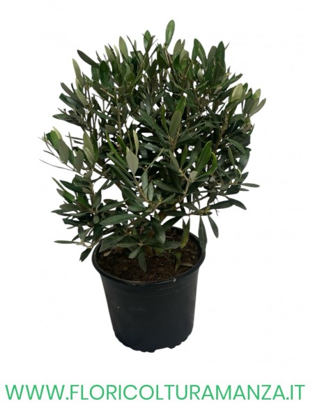 ulivo cespuglio  vaso cm 19