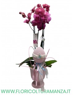 PHALENOPSIS ROSA IN VASO DI CERAMICA