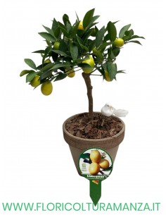 LIMEQUAT IN VASO DI COTTO