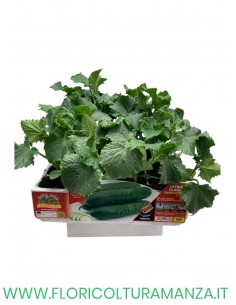 🥒 Cetriolo Classico