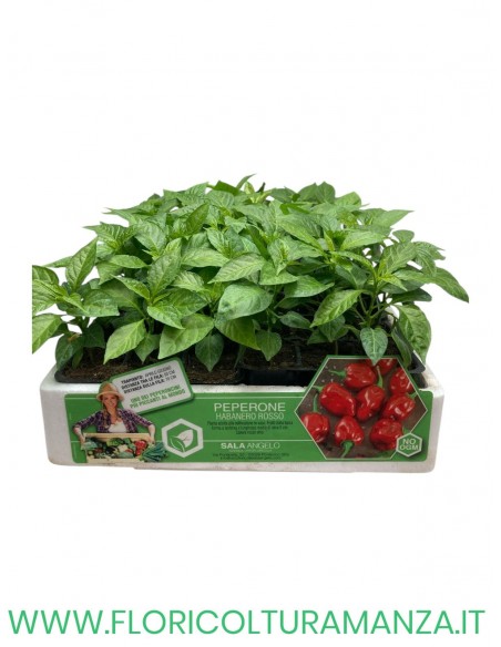 🌶️ Peperone Piccante Habanero Rosso