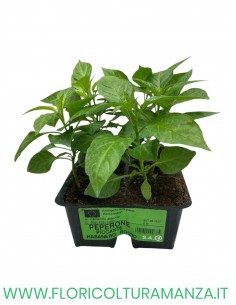 🌶️ Peperone Piccante Habanero Rosso 2