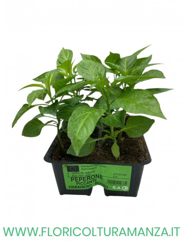🌶️ Peperone Piccante Habanero Rosso