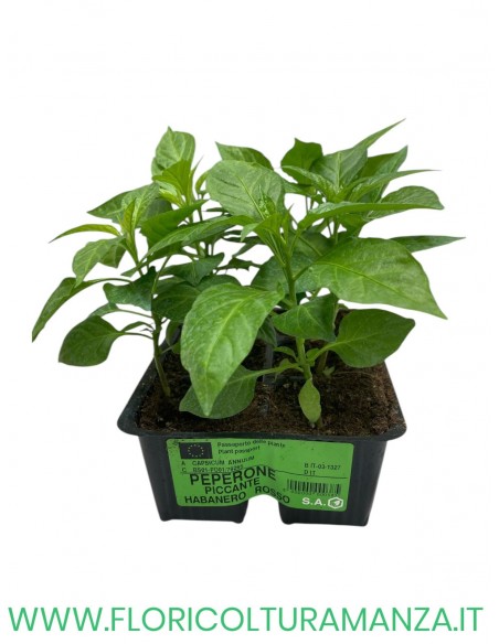 🌶️ Peperone Piccante Habanero Rosso