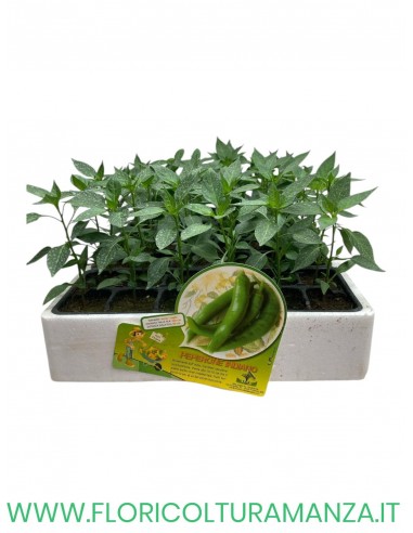🌶️ Peperone Piccante Indiano