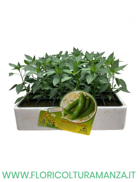 🌶️ Peperone Piccante Indiano