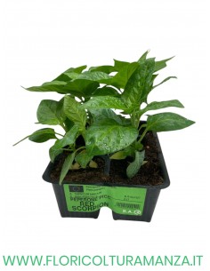 🌶️ Peperoncino Red Scorpion