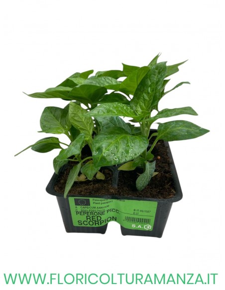 🌶️ Peperoncino Red Scorpion
