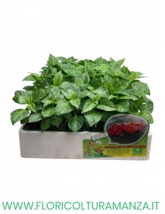 🌶️ Peperoncino Red Scorpion 2