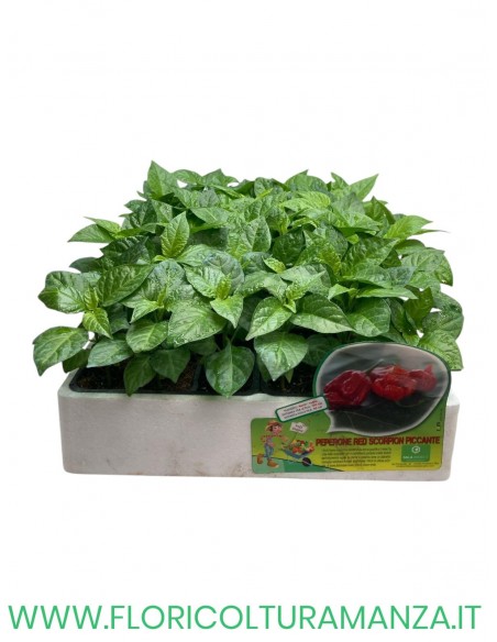 🌶️ Peperoncino Red Scorpion