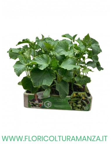 🥒 Cetriolo da Sottaceto
