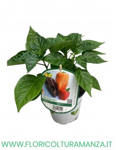 Peperoncino Piccante Tris Habanero