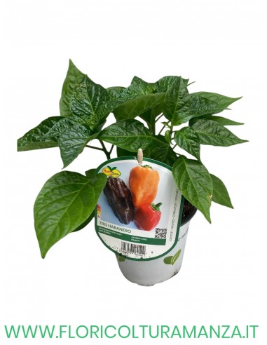 Peperoncino Piccante Tris Habanero