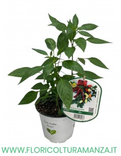 Peperoncino Piccante Fuoco & Fiamme