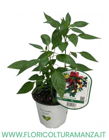 Peperoncino Piccante Fuoco & Fiamme