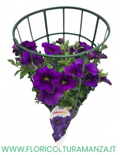🌸 Calibrachoa
