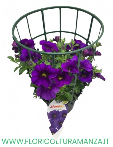 🌸 Calibrachoa