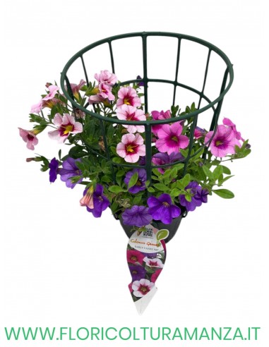 🌸 Calibrachoa