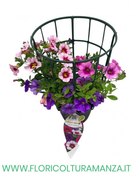 🌸 Calibrachoa