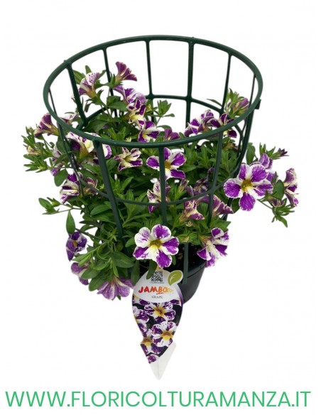 🌸 Calibrachoa