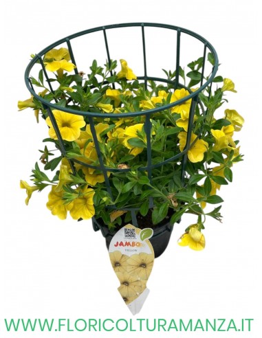 🌸 Calibrachoa