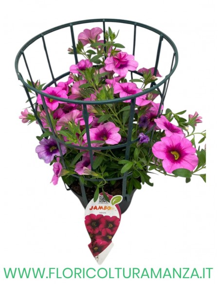 🌸 Calibrachoa