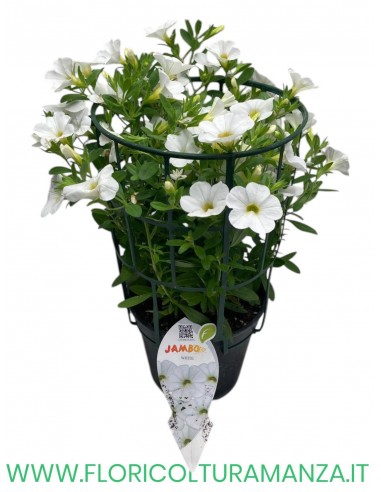 🌸 Calibrachoa