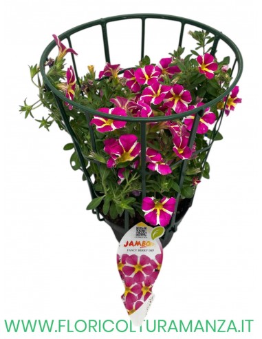 🌸 Calibrachoa