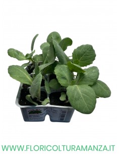 🥬 Cavolo a Cuore Verde