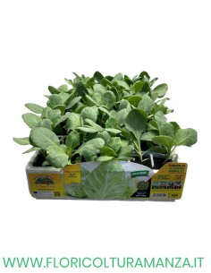 🥬 Cavolo a Cuore Verde 2