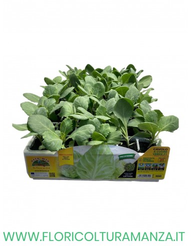 🥬 Cavolo a Cuore Verde