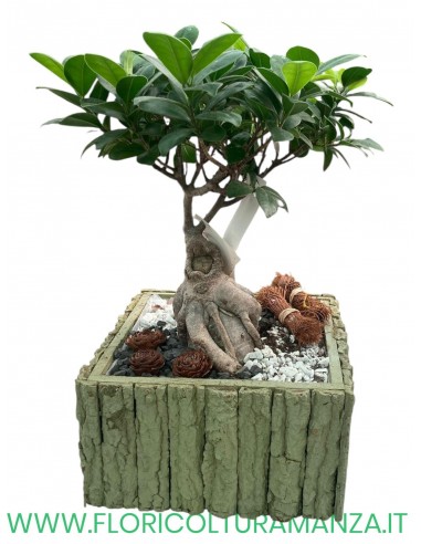 FICUS BONSAI GINSENG CON CESTINO IN LEGNO