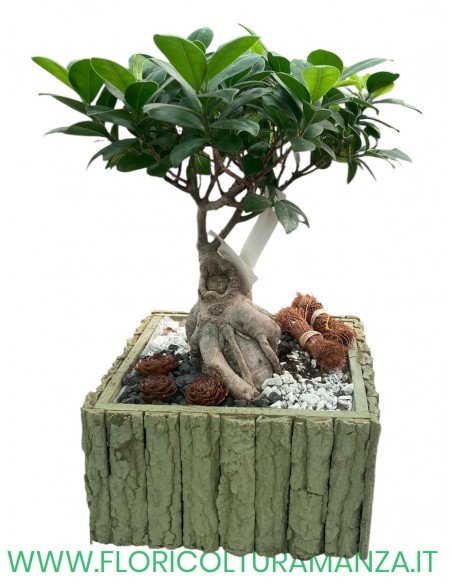 FICUS BONSAI GINSENG CON CESTINO IN LEGNO