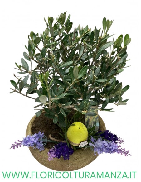 ulivo bonsai in vaso di cotto