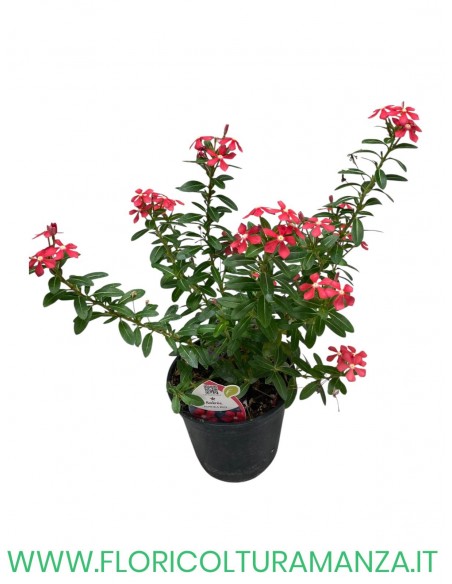 🌸 Catharanthus