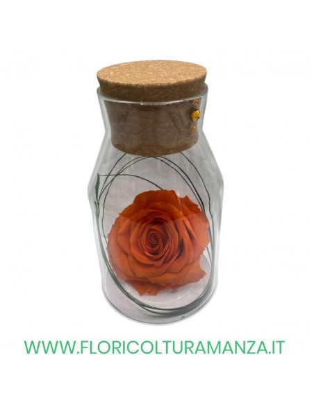 ROSA IN BOTTIGLIA