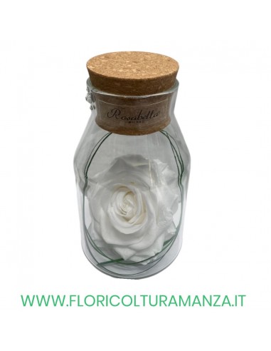 ROSA IN BOTTIGLIA