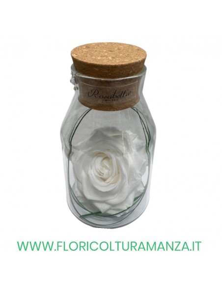 ROSA IN BOTTIGLIA