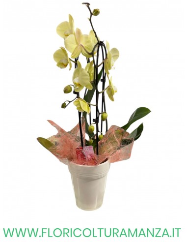 PHALENOPSIS 2 RAMI AD ARCO IN VASO CERAMICA