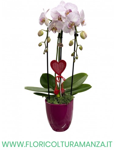 PHALENOPSIS 2 RAMI AD ARCO IN VASO CERAMICA