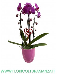 PHALENOPSIS 2 RAMI AD ARCO IN VASO CERAMICA 2