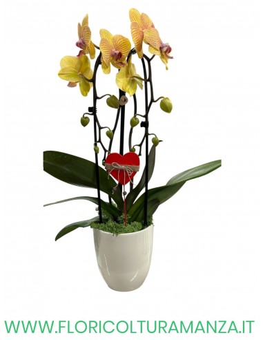 PHALENOPSIS 2 RAMI AD ARCO IN VASO CERAMICA