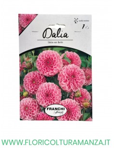 DALIA    1 BULBO