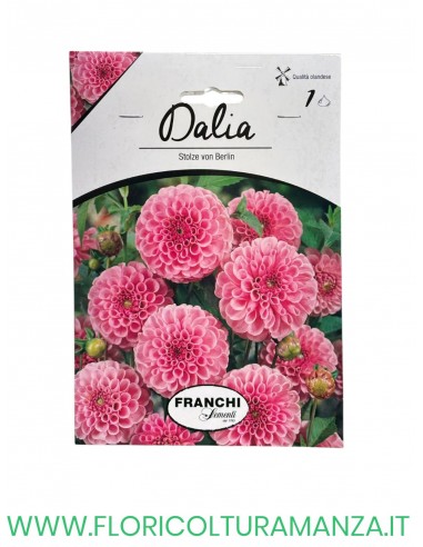 DALIA    1 BULBO